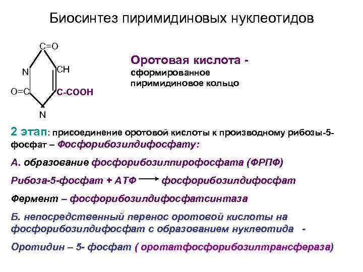 Биосинтез пиримидиновых нуклеотидов C=O CH N O=C C-COOH Оротовая кислота сформированное пиримидиновое кольцо N