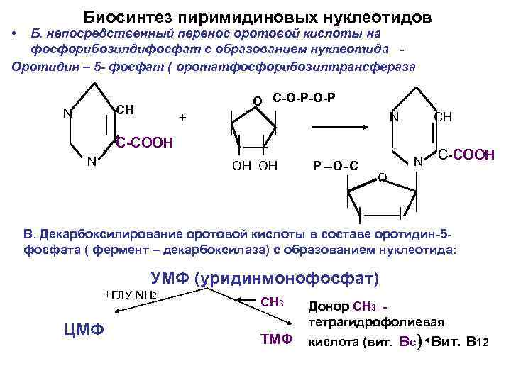 Биосинтез пиримидиновых нуклеотидов • Б. непосредственный перенос оротовой кислоты на фосфорибозилдифосфат с образованием нуклеотида