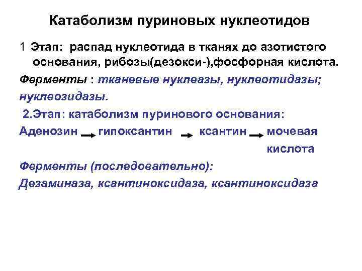 Катаболизм пуриновых нуклеотидов 1 Этап: распад нуклеотида в тканях до азотистого основания, рибозы(дезокси-), фосфорная