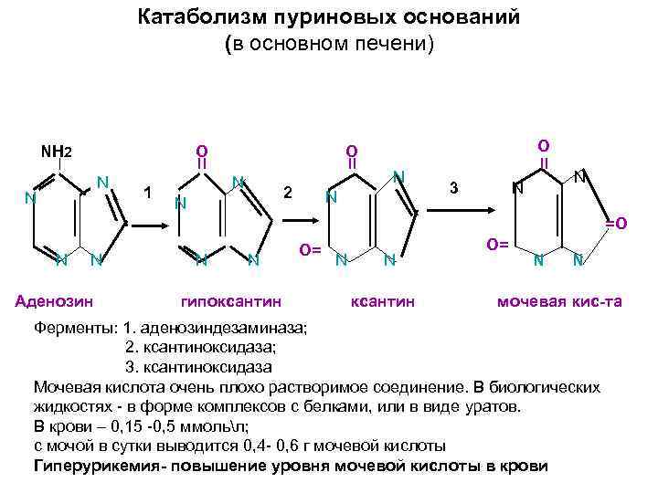 Катаболизм пуриновых оснований (в основном печени) NH 2 O N N 1 O O
