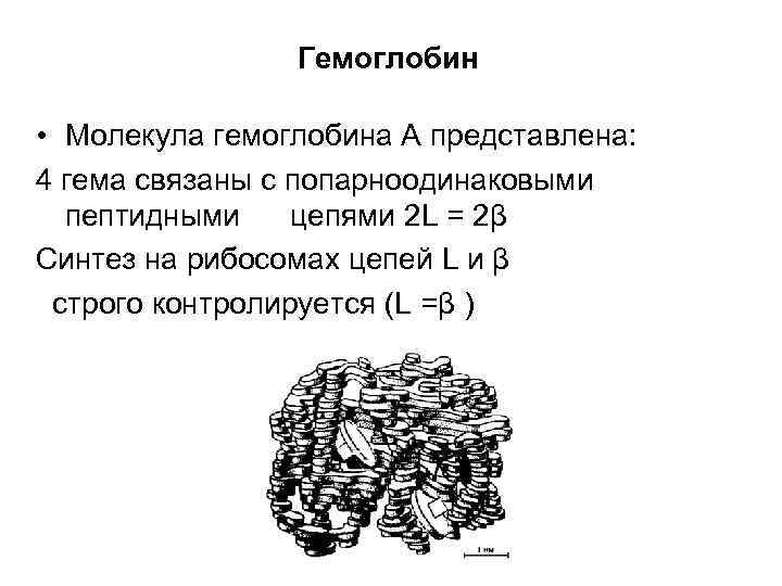 Гемоглобин • Молекула гемоглобина А представлена: 4 гема связаны с попарноодинаковыми пептидными цепями 2