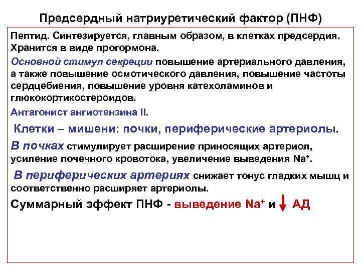 Предсердный натриуретический фактор (ПНФ) Пептид. Синтезируется, главным образом, в клетках предсердия. Хранится в виде