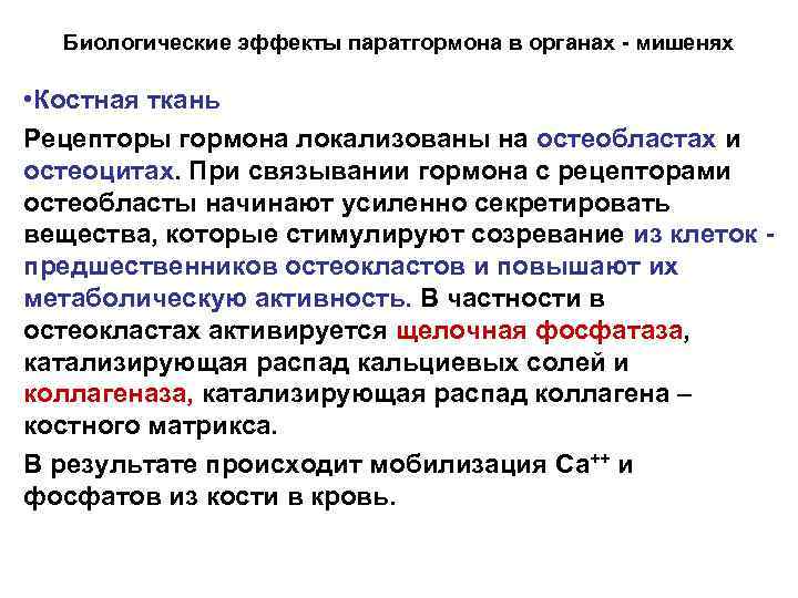 Биологические эффекты паратгормона в органах - мишенях • Костная ткань Рецепторы гормона локализованы на