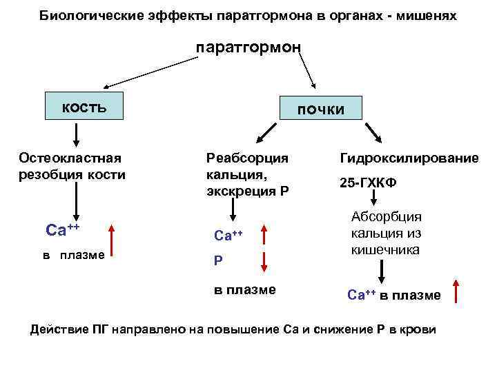 Биологические эффекты паратгормона в органах - мишенях паратгормон кость Остеокластная резобция кости почки Реабсорция