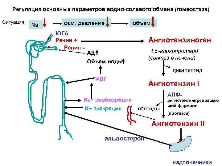Регуляция основных параметров водно-солевого обмена (гомеостаза) Ситуация: Nа осм. давление ЮГА Ренин + Ренин