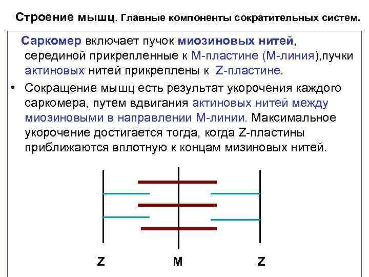 Строение мышц. Главные компоненты сократительных систем. Саркомер включает пучок миозиновых нитей, серединой прикрепленные к