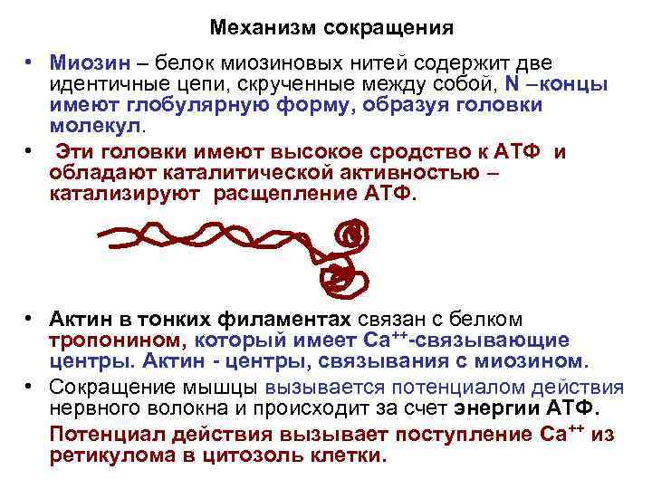 Механизм сокращения • Миозин – белок миозиновых нитей содержит две идентичные цепи, скрученные между