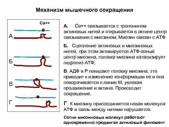 Механизм мышечного сокращения Са++ А А. Са++ связывается с тропонином актиновых нитей и открывается