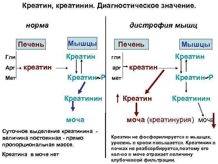 Креатин, креатинин. Диагностическое значение. норма Печень Гли Арг дистрофия мышц Мышцы Креатин креатин Мет