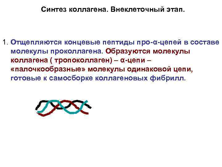 Синтез коллагена. Внеклеточный этап. 1. Отщепляются концевые пептиды про-α-цепей в составе молекулы проколлагена. Образуются