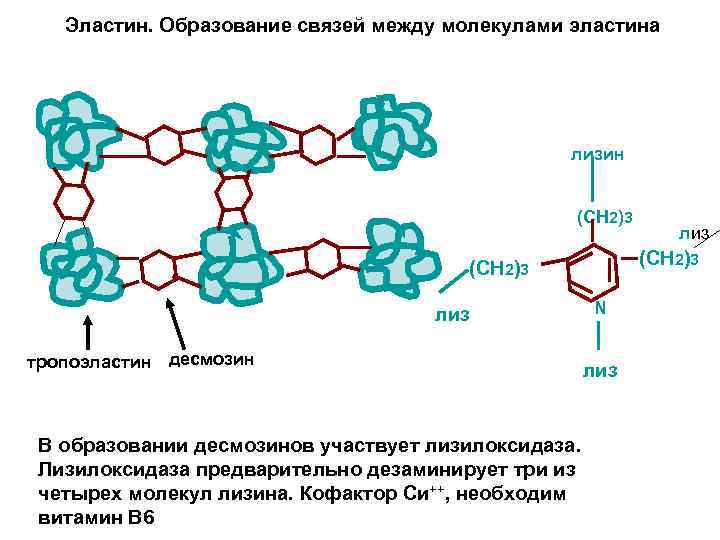 Эластин. Образование связей между молекулами эластина лизин (СН 2)3 лиз тропоэластин десмозин В образовании