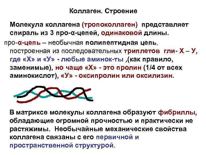 Коллаген. Строение Молекула коллагена (тропоколлаген) представляет спираль из 3 про-α-цепей, одинаковой длины. про-α-цепь –