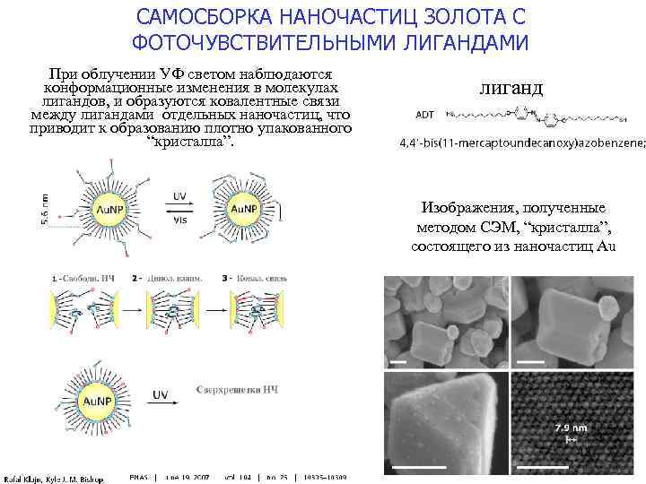 САМОСБОРКА НАНОЧАСТИЦ ЗОЛОТА С ФОТОЧУВСТВИТЕЛЬНЫМИ ЛИГАНДАМИ При облучении УФ светом наблюдаются конформационные изменения в