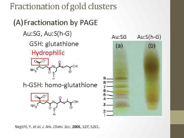 Fractionation of gold clusters (A) Fractionation by PAGE Au: SG, Au: S(h-G) GSH: glutathione