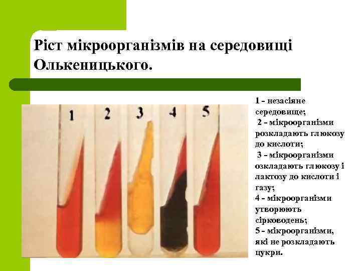 Ріст мікроорганізмів на середовищі Олькеницького. 1 - незасіяне середовище; 2 - мікроорганізми розкладають глюкозу