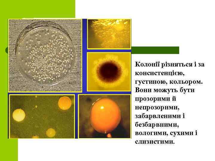 Колонії різняться і за консистенцією, густиною, кольором. Вони можуть бути прозорими й непрозорими, забарвленими