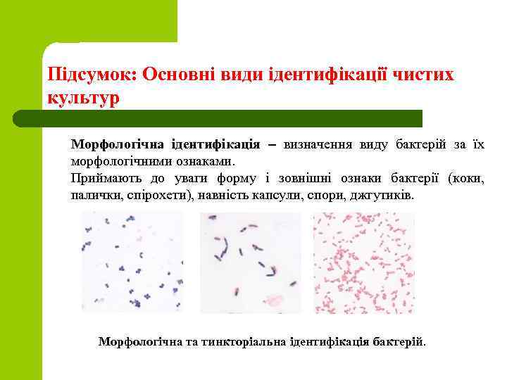 Підсумок: Основні види ідентифiкацiї чистих культур Морфологічна ідентифікація – визначення виду бактерій за їх