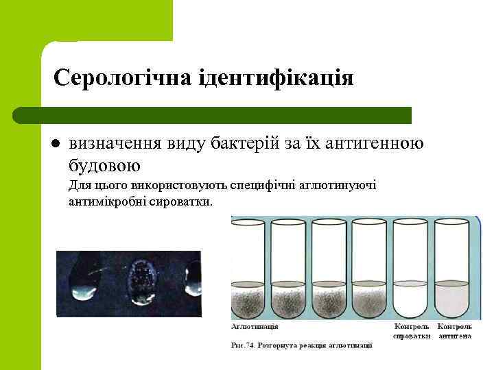 Серологічна ідентифікація l визначення виду бактерій за їх антигенною будовою Для цього використовують специфічні