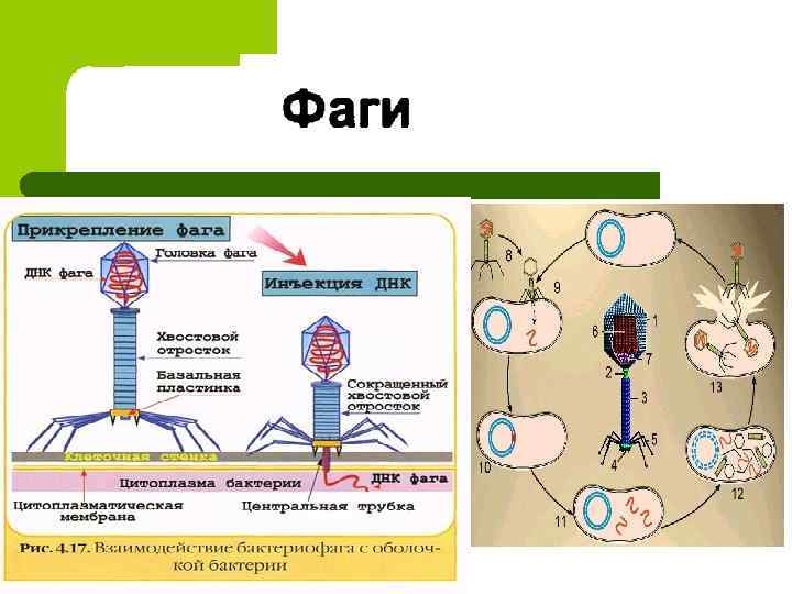 Кое микроорганизмов. Фермент фагов, разрушающий клеточную оболочку бактерии, называется. Типы лизирующего фага. Какой фермент содержится в базальной пластинке фага. Какие ферменты встраивают ДНК бактерий.