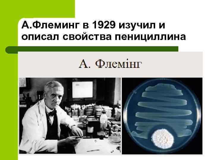 А. Флеминг в 1929 изучил и описал свойства пенициллина 