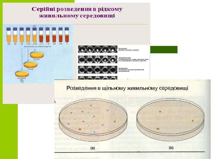 Розведення в щільному живильному середовищі 