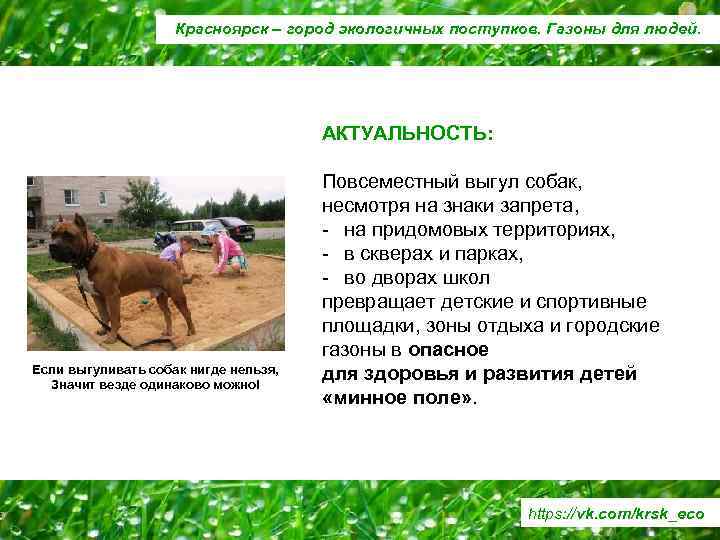 Красноярск – город экологичных поступков. Газоны для людей. АКТУАЛЬНОСТЬ: Если выгуливать собак нигде нельзя,