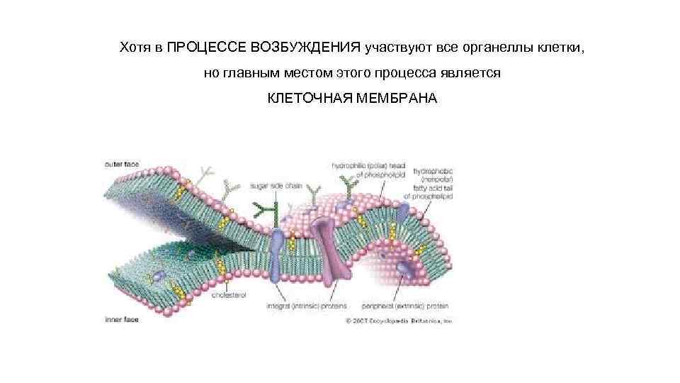 Хотя в ПРОЦЕССЕ ВОЗБУЖДЕНИЯ участвуют все органеллы клетки, но главным местом этого процесса является