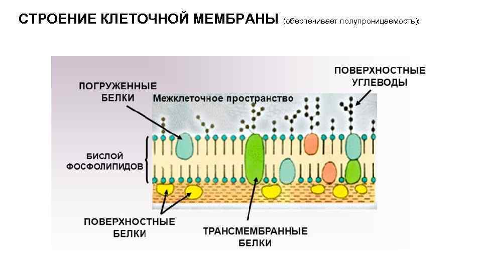 СТРОЕНИЕ КЛЕТОЧНОЙ МЕМБРАНЫ (обеспечивает полупроницаемость): 