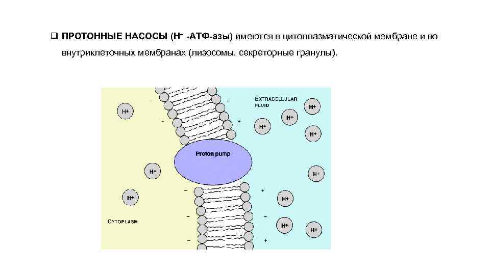 q ПРОТОННЫЕ НАСОСЫ (H+ -АТФ-азы) имеются в цитоплазматической мембране и во внутриклеточных мембранах (лизосомы,