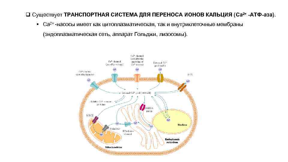 q Существует ТРАНСПОРТНАЯ СИСТЕМА ДЛЯ ПЕРЕНОСА ИОНОВ КАЛЬЦИЯ (Ca 2+ -АТФ-аза). § Ca 2+