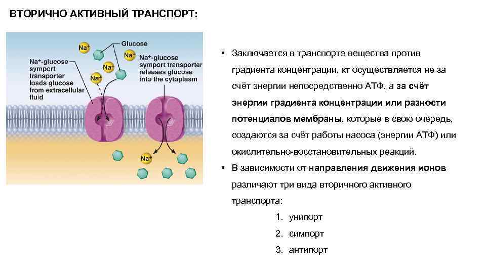 Транспорт веществ физиология. Первично и вторично активный транспорт схема. Вторичный активный транспорт биохимия. Вторично активный транспорт симпорт и антипорт. Унипорт активный транспорт.