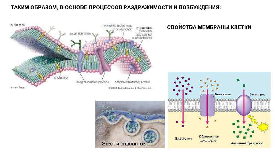 Вторичная оболочка