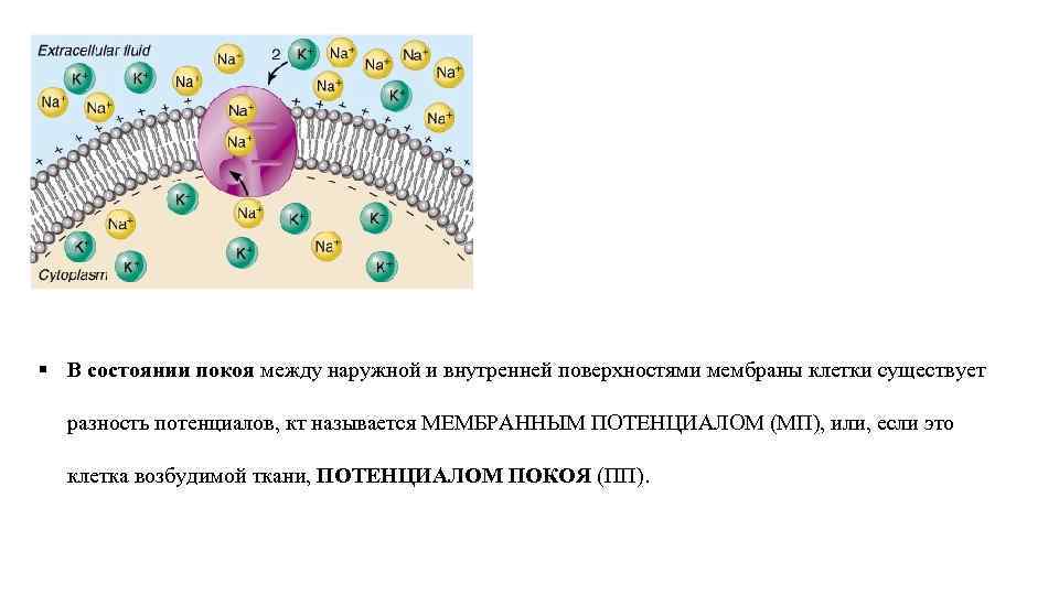 Избирательная проницаемость клеточной мембраны