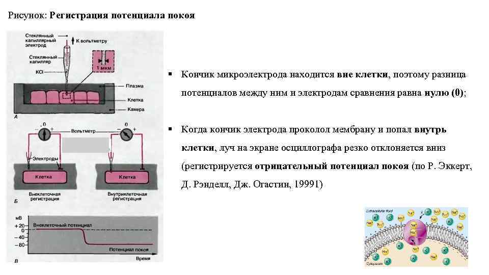 Спортсмен находящийся в регистрируемом пуле может быть. Регистрация потенциала покоя. Методы регистрации потенциала покоя. Схема электродов для регистрации вызванных потенциалов. Приборы для исследования электрического потенциала клетки.