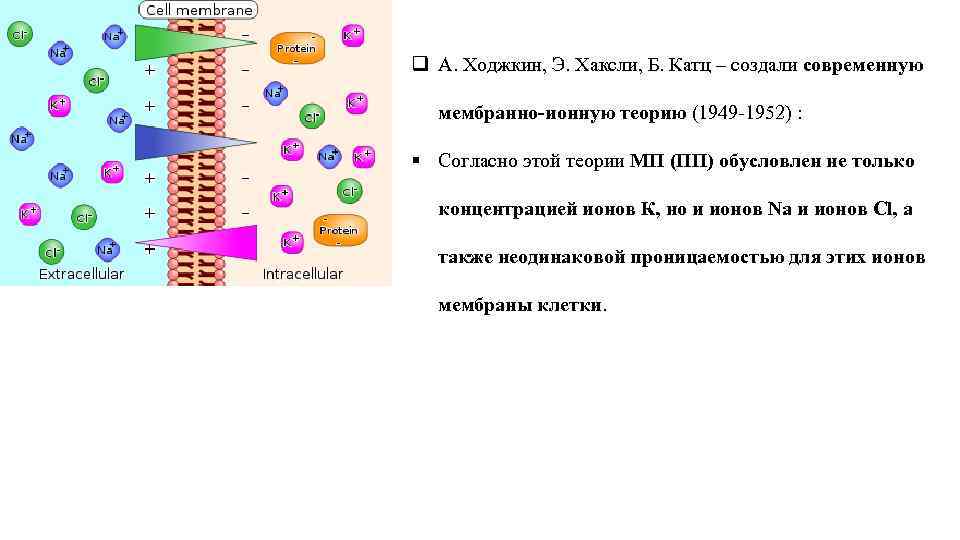 q А. Ходжкин, Э. Хаксли, Б. Катц – создали современную мембранно-ионную теорию (1949 -1952)