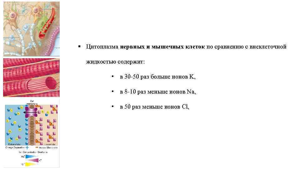 Цитоплазма клетки содержит. Цитоплазма нервной клетки. Цитоплазма мышечной клетки. Цитоплазма нервных клеток содержит. Мышцы цитоплазмы.