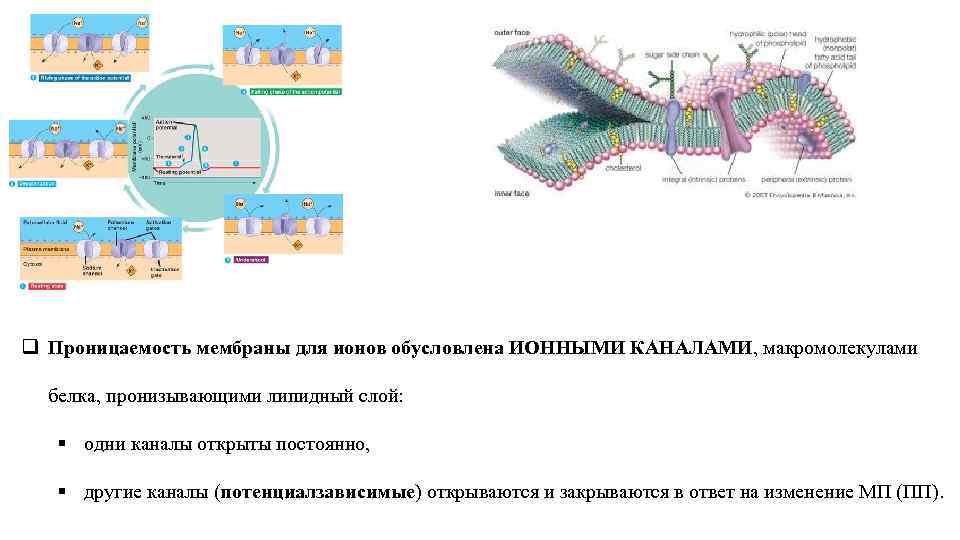 Проницаемость мембраны. Проницаемая мембрана. Проницаемость ионов. Факторы влияющие на проницаемость мембраны.