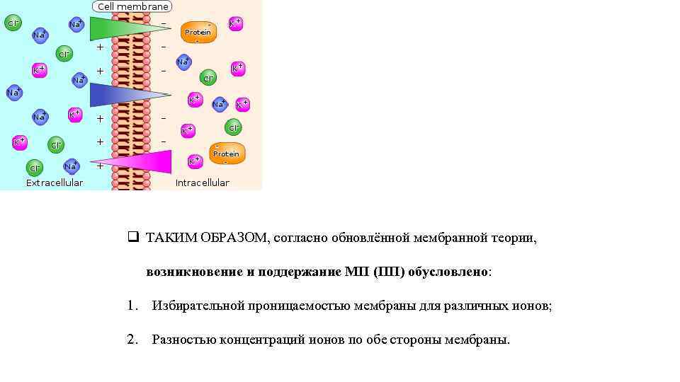 q ТАКИМ ОБРАЗОМ, согласно обновлённой мембранной теории, возникновение и поддержание МП (ПП) обусловлено: 1.