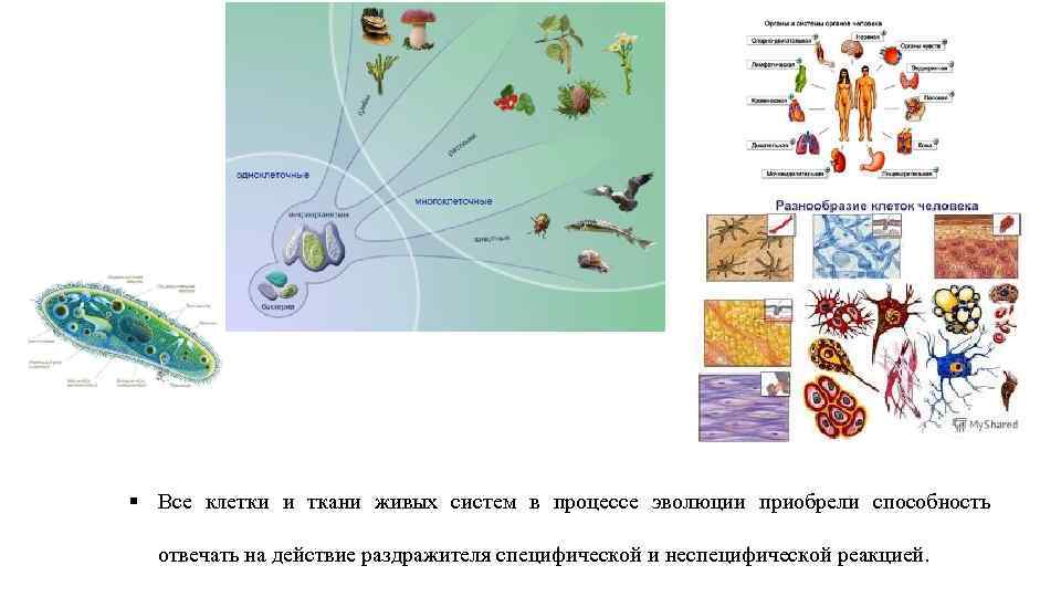 Эволюция клеточных организмов. Разнообразие клеток. Разнообразие клеток организма человека. Эволюция от клетки до человека. Эволюция клеток и тканей.