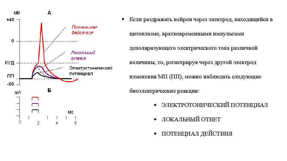 § Если раздражать нейрон через электрод, находящийся в цитоплазме, кратковременными импульсами деполяризующего электрического тока