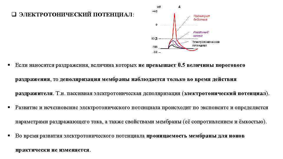 q ЭЛЕКТРОТОНИЧЕСКИЙ ПОТЕНЦИАЛ: § Если наносятся раздражения, величина которых не превышает 0. 5 величины