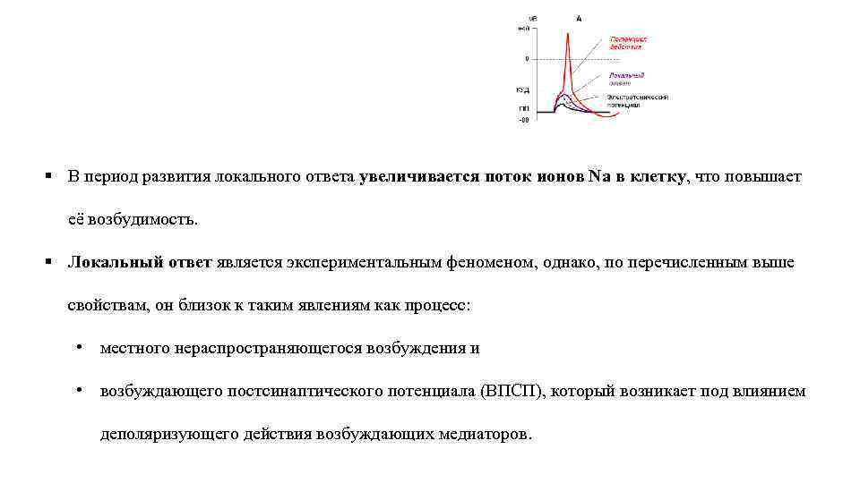 § В период развития локального ответа увеличивается поток ионов Na в клетку, что повышает