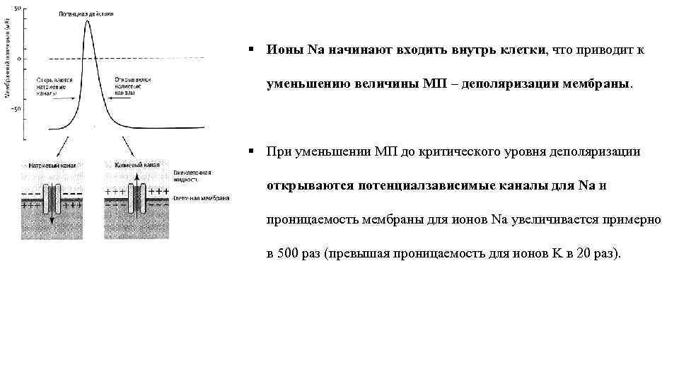 § Ионы Na начинают входить внутрь клетки, что приводит к уменьшению величины МП –