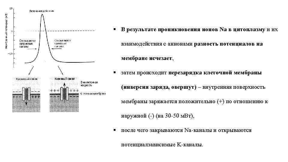 § В результате проникновения ионов Na в цитоплазму и их взаимодействия с анионами разность