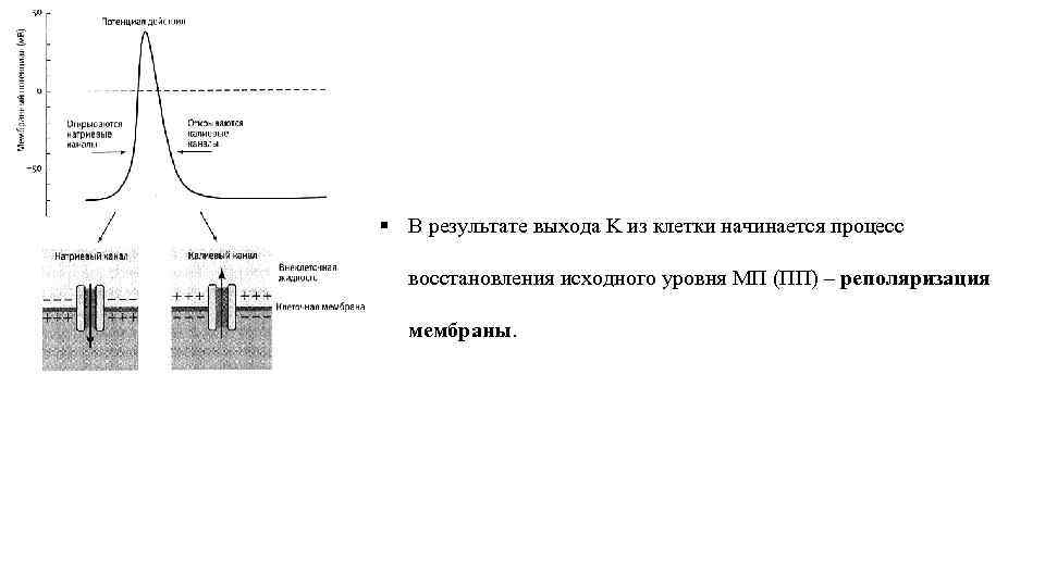 § В результате выхода K из клетки начинается процесс восстановления исходного уровня МП (ПП)