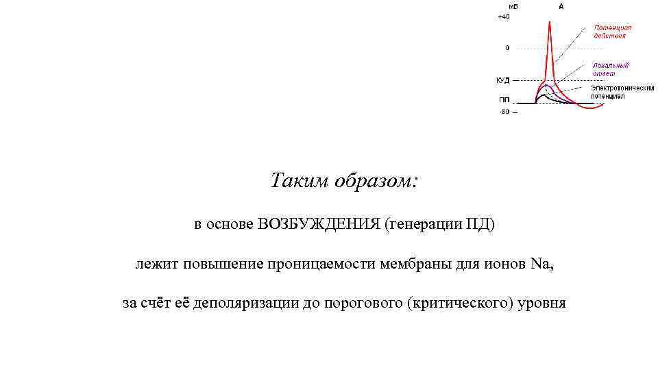 Таким образом: в основе ВОЗБУЖДЕНИЯ (генерации ПД) лежит повышение проницаемости мембраны для ионов Na,