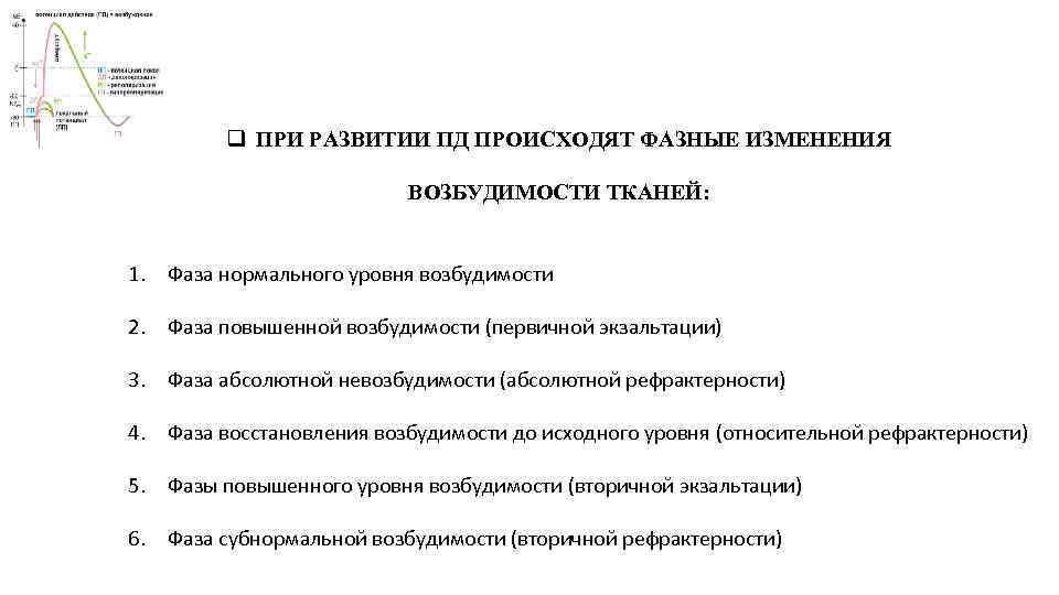 q ПРИ РАЗВИТИИ ПД ПРОИСХОДЯТ ФАЗНЫЕ ИЗМЕНЕНИЯ ВОЗБУДИМОСТИ ТКАНЕЙ: 1. Фаза нормального уровня возбудимости