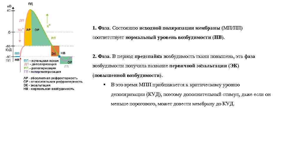 Фазы соответствующие. Фаза поляризации мембраны. Поляризация мембраны в физиологии. Причины поляризации мембраны. Условия поляризации мембран.