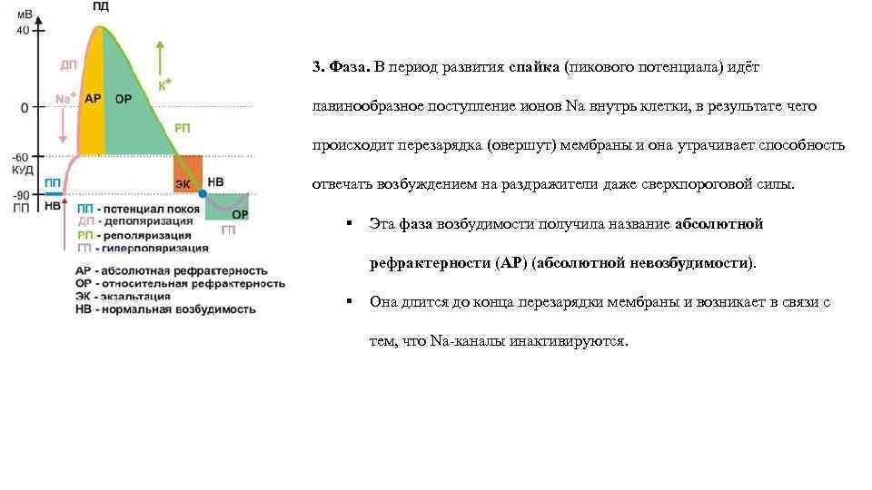 3. Фаза. В период развития спайка (пикового потенциала) идёт лавинообразное поступление ионов Na внутрь