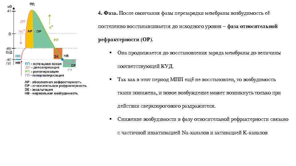 4. Фаза. После окончания фазы перезарядки мембраны возбудимость её постепенно восстанавливается до исходного уровня